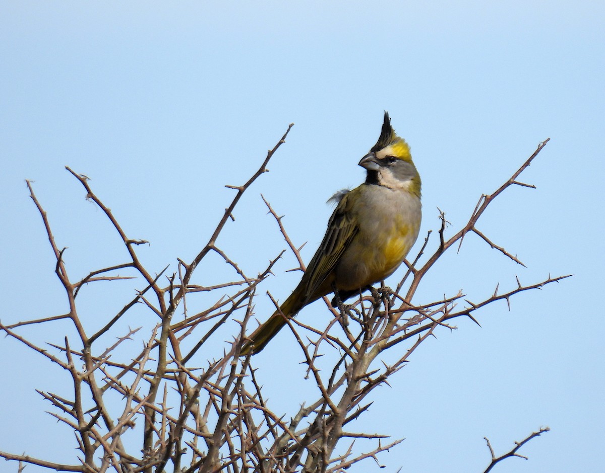 Yellow Cardinal - ML623978517