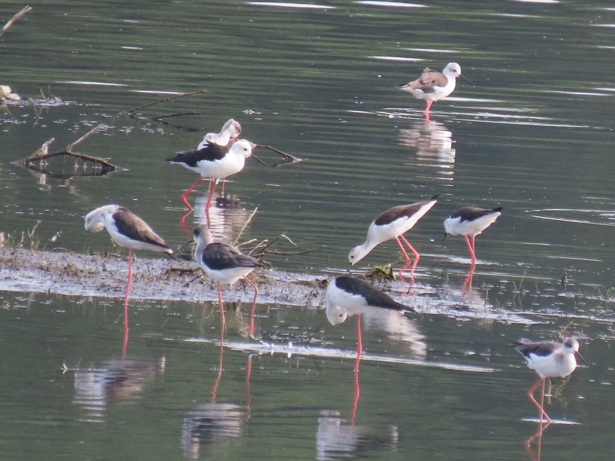 Black-winged Stilt - ML623978540