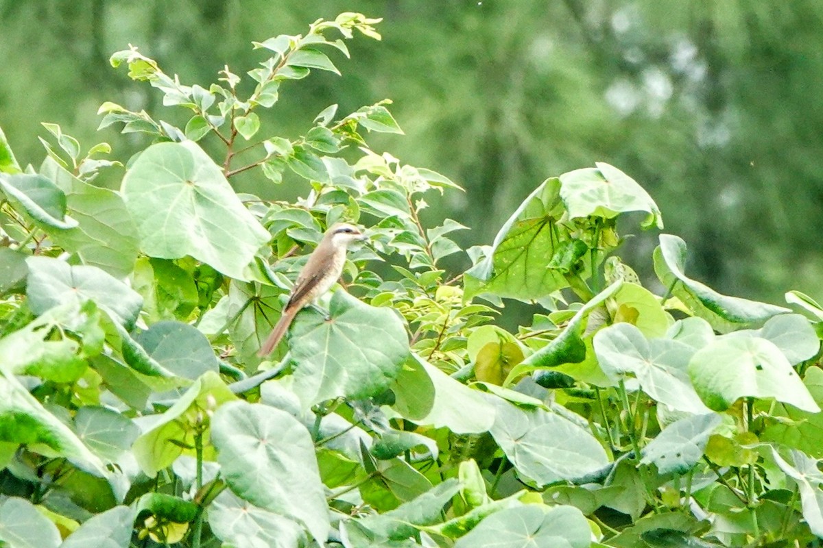 Brown Shrike (Brown) - ML623978547