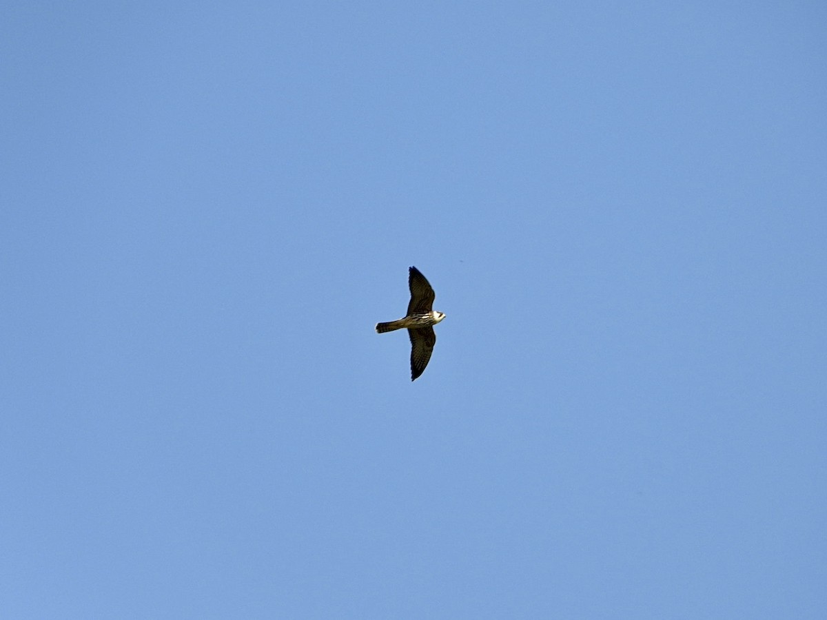 Eurasian Hobby - ML623978553