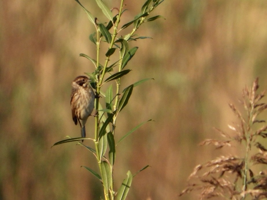 Reed Bunting - ML623978564