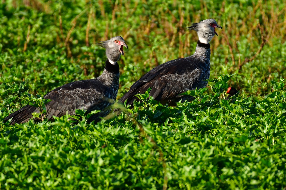 Southern Screamer - ML623978570