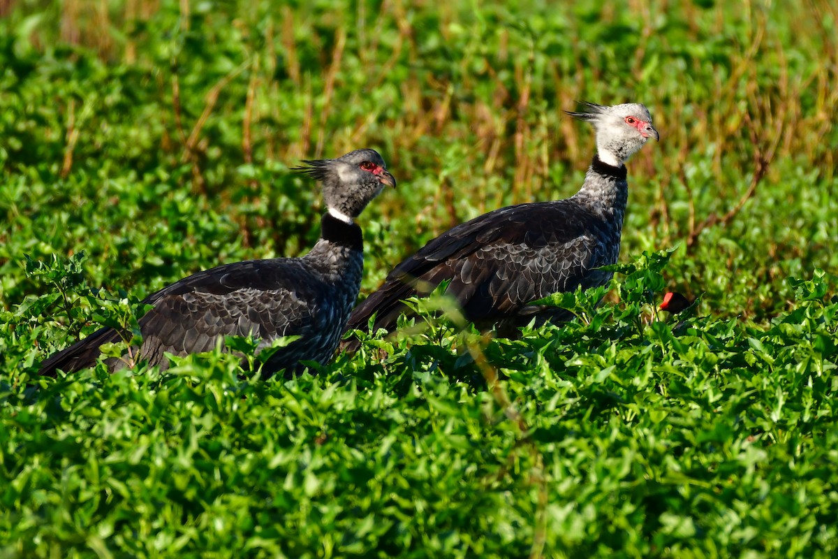 Southern Screamer - ML623978571