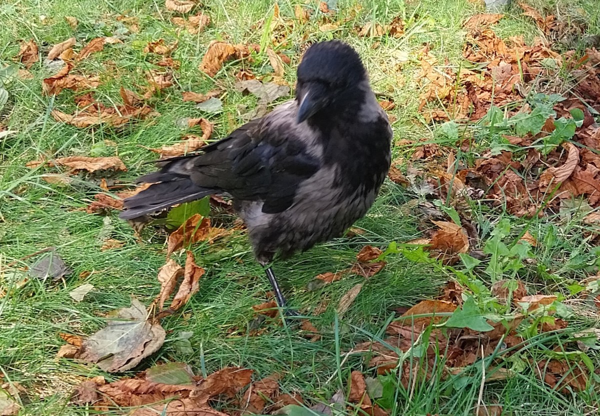 Carrion x Hooded Crow (hybrid) - ML623978574