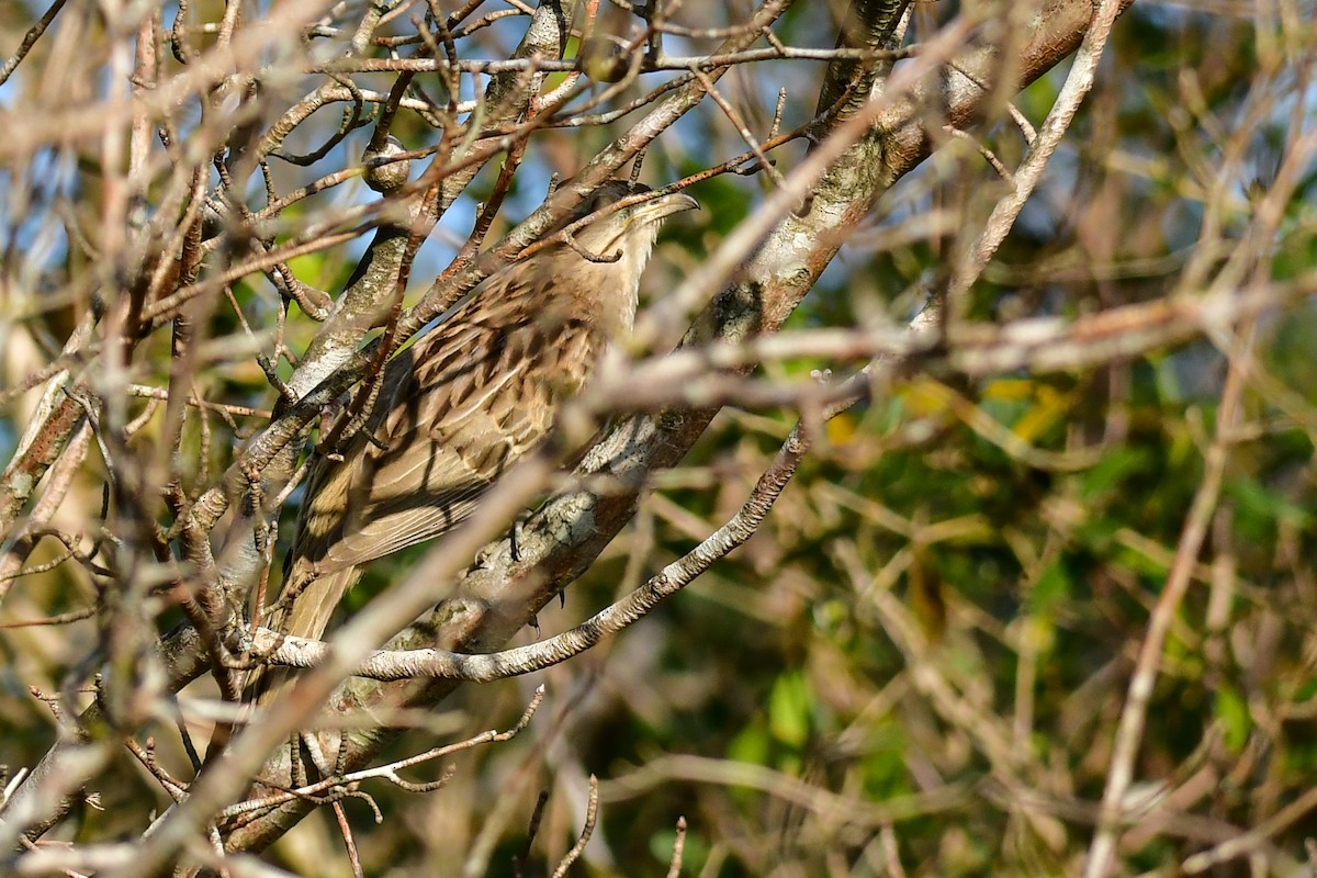 Striped Cuckoo - ML623978578