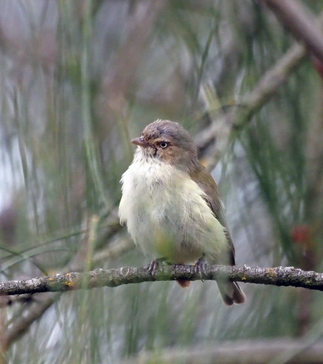 Weebill - Steve Law