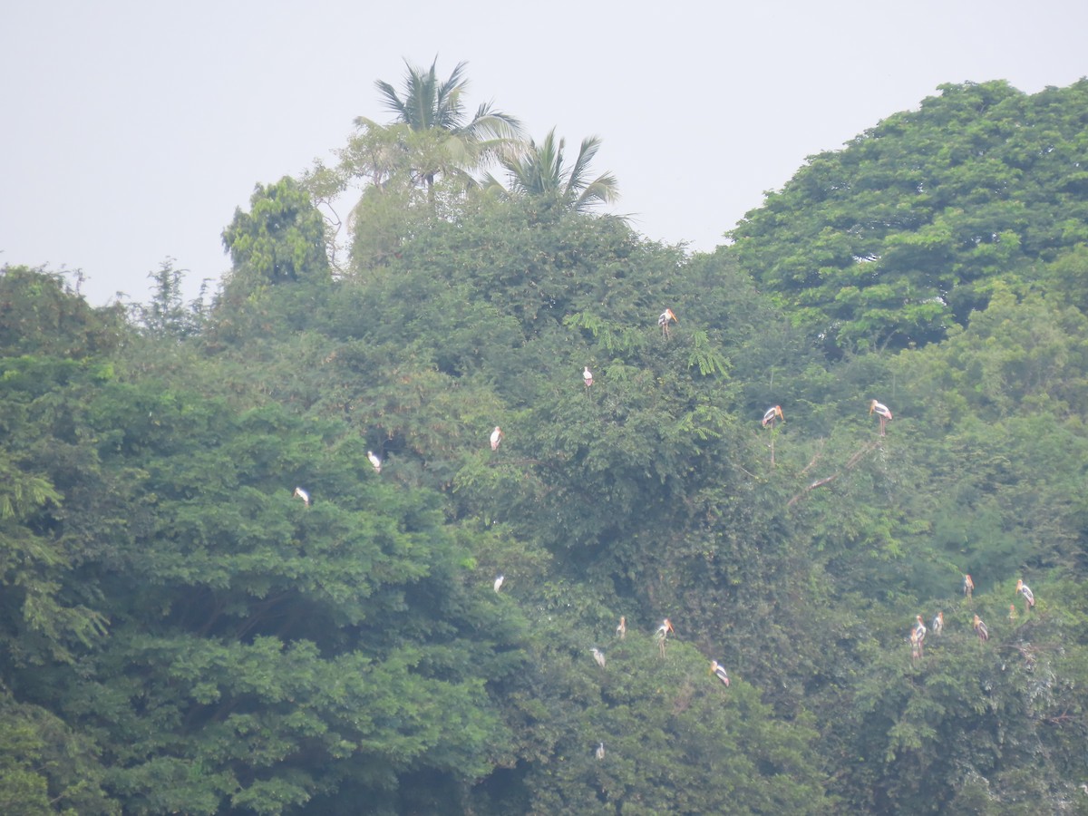 Painted Stork - ML623978588