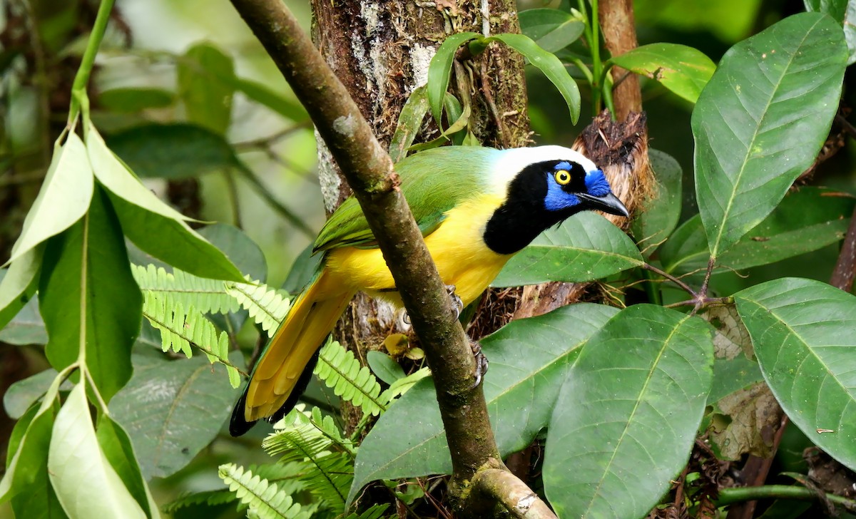 Green Jay (Inca) - ML623978592