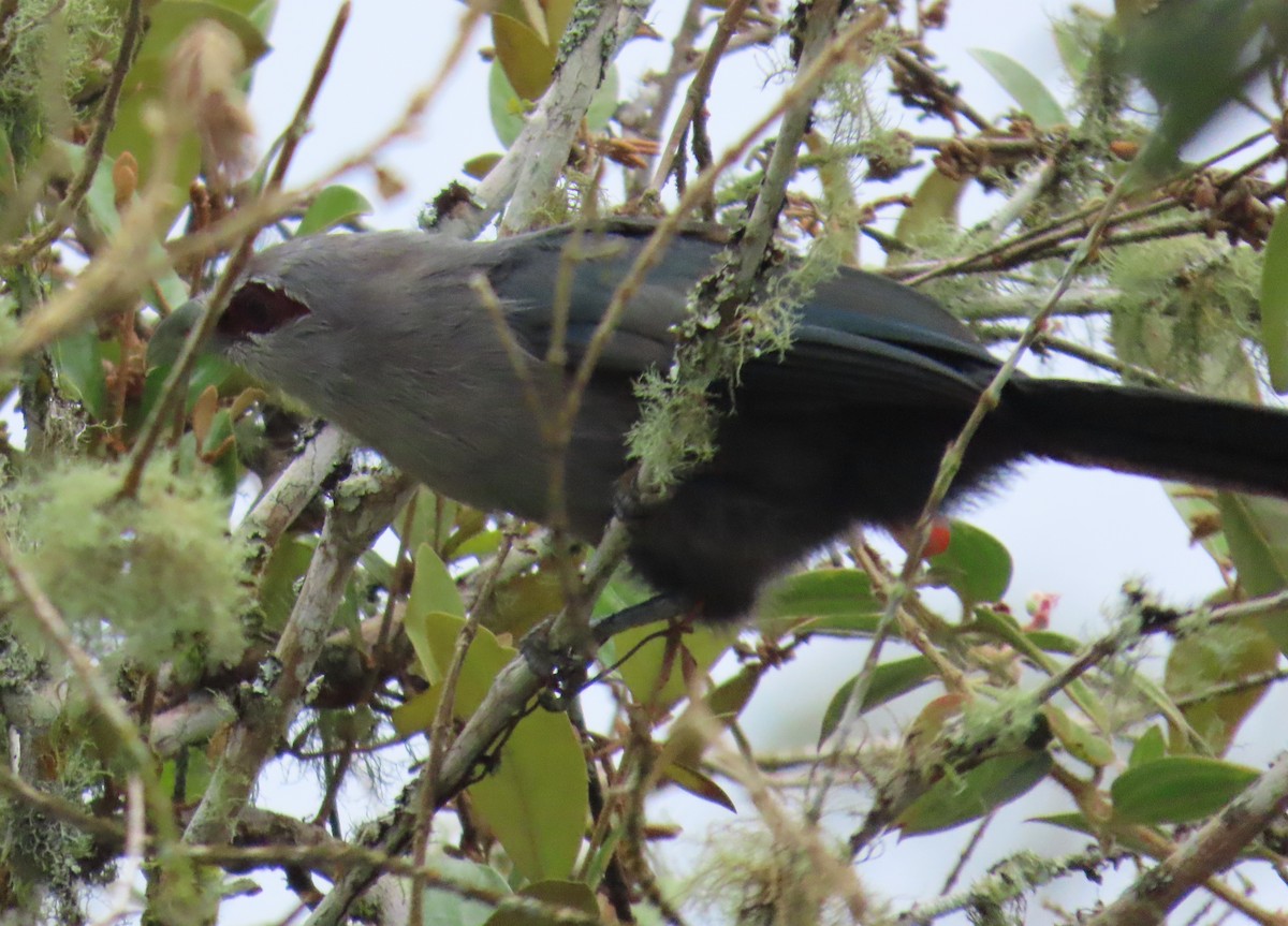 Green-billed Malkoha - ML623978593