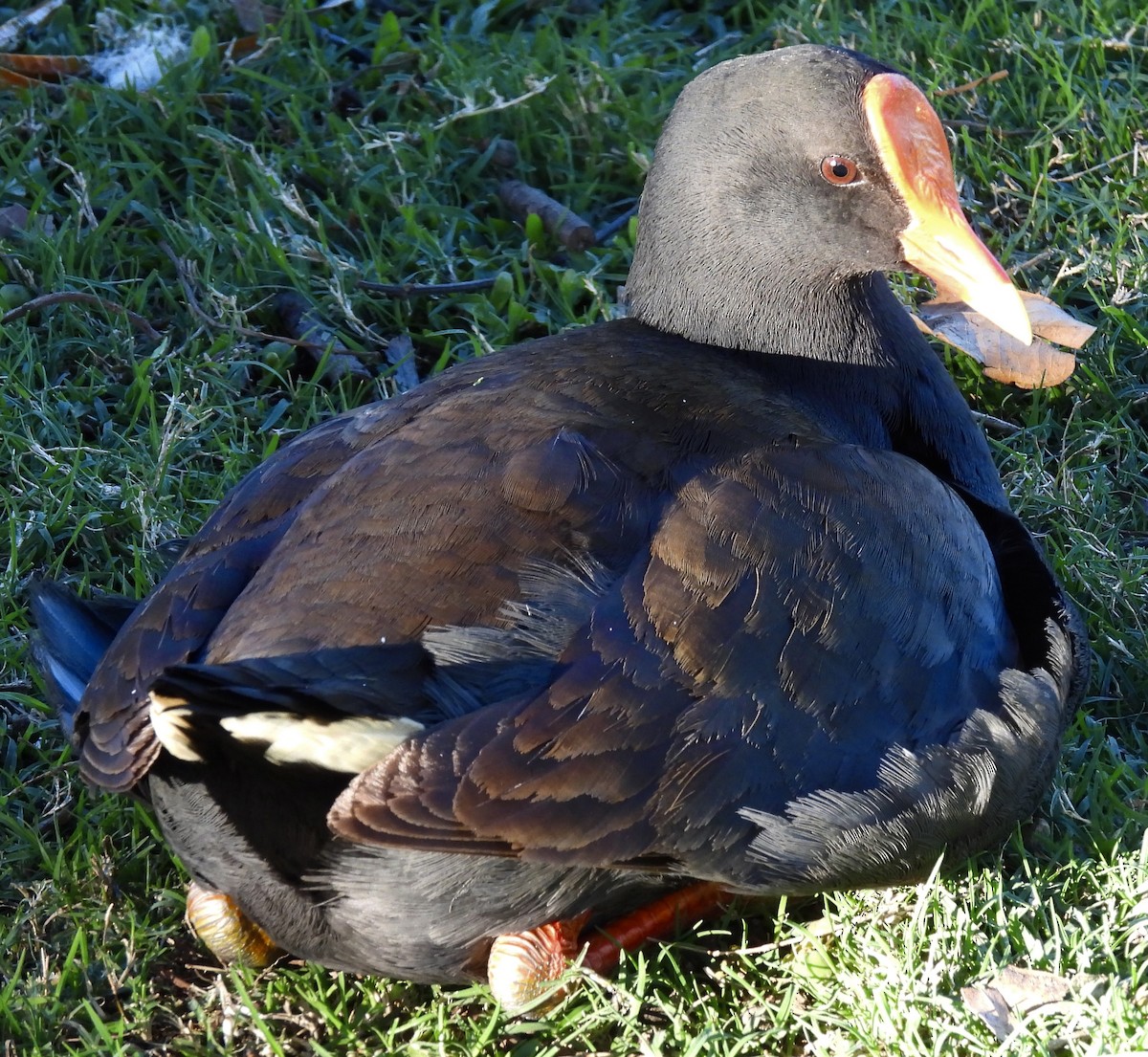 Dusky Moorhen - ML623978595