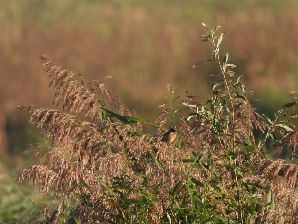 European Stonechat - ML623978598