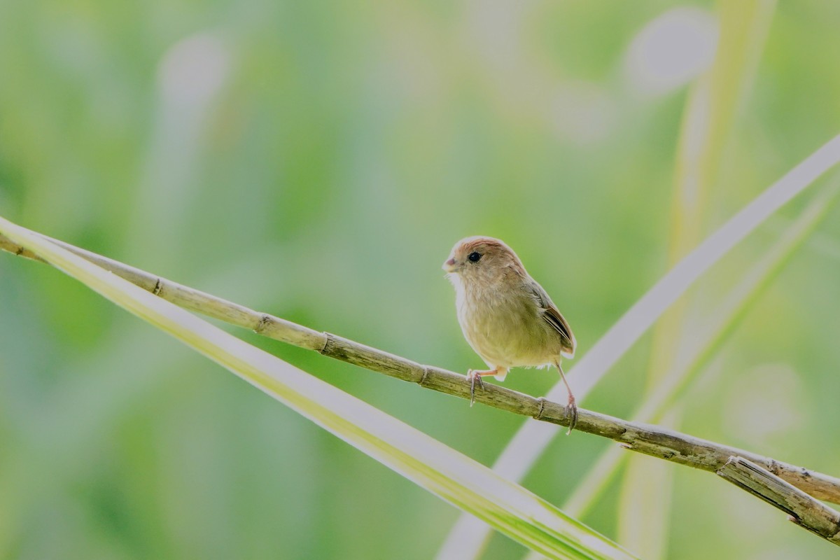 Vinous-throated Parrotbill - ML623978624