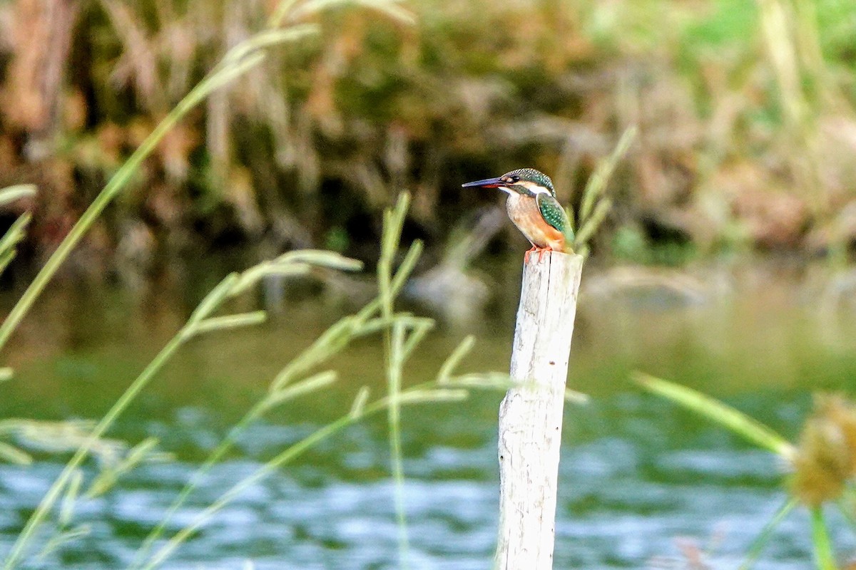 Common Kingfisher - ML623978657