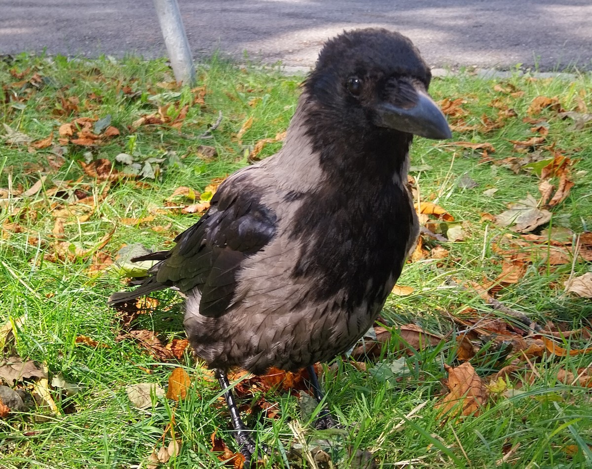 Carrion x Hooded Crow (hybrid) - ML623978658