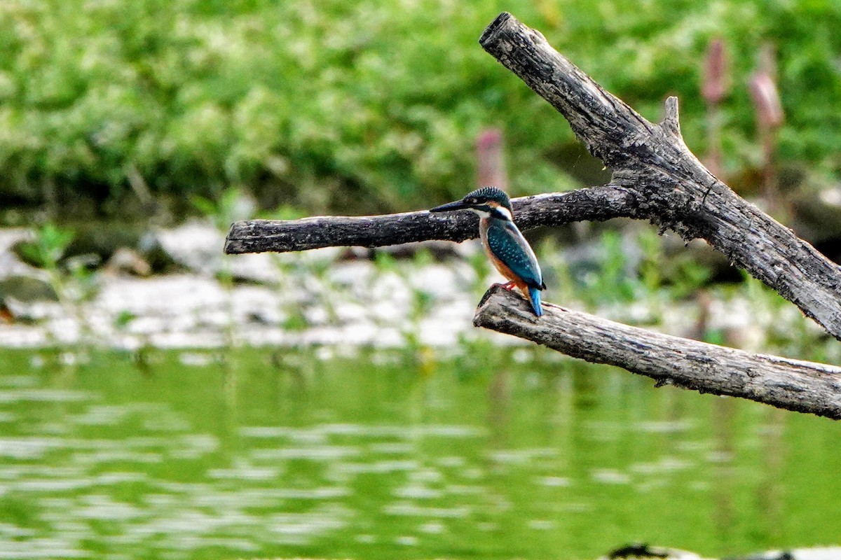 Common Kingfisher - ML623978663