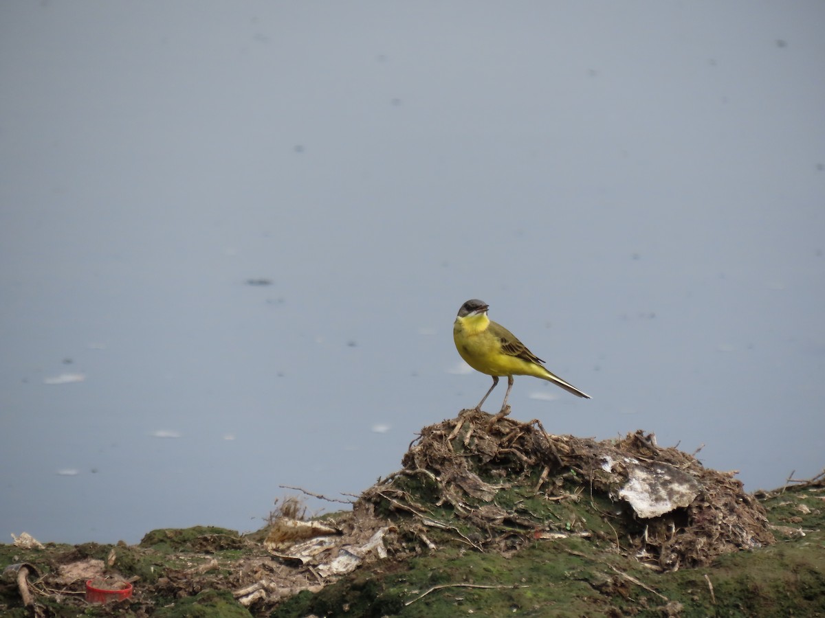 Western Yellow Wagtail - ML623978666