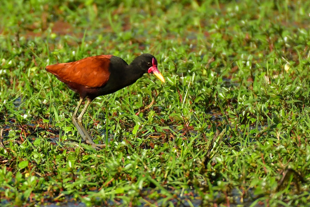 Wattled Jacana - ML623978676