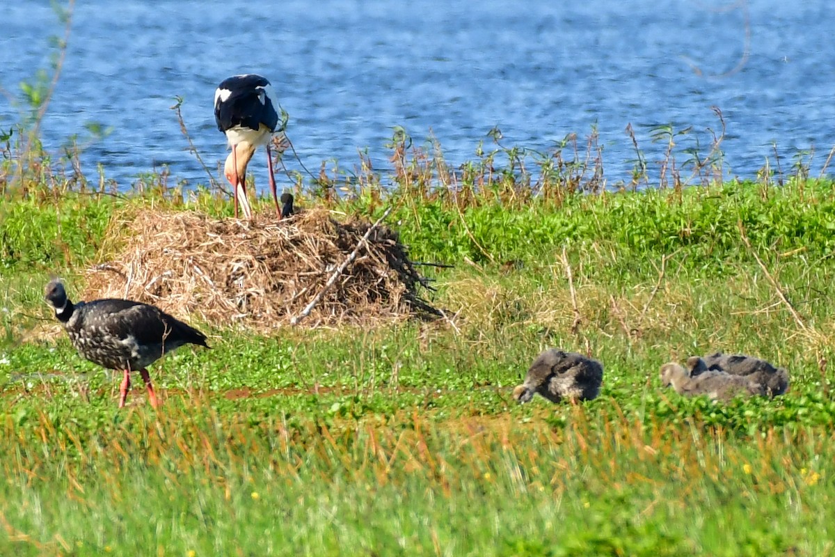 Maguari Stork - ML623978682