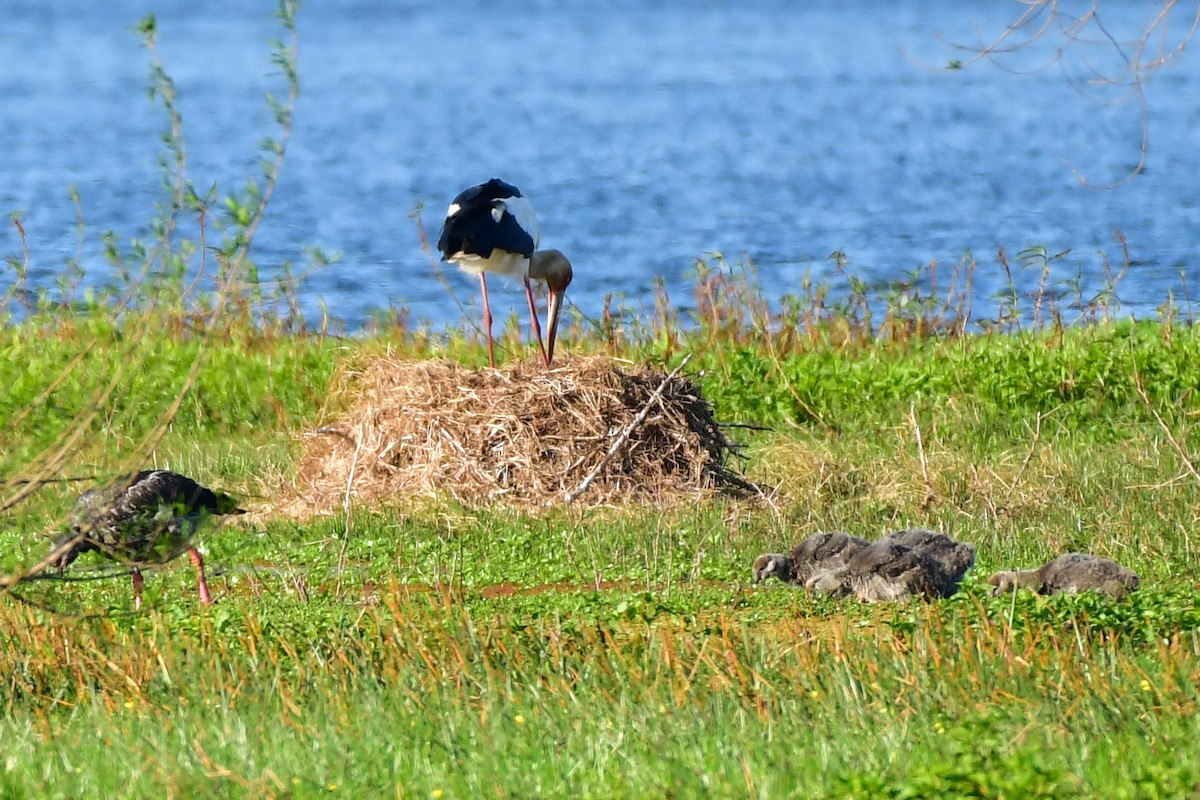 Maguari Stork - ML623978683