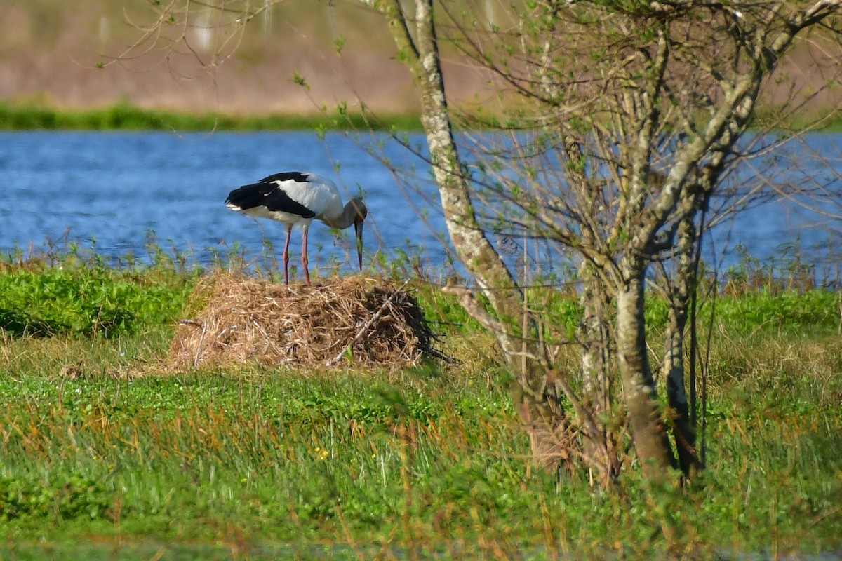 Maguari Stork - ML623978684