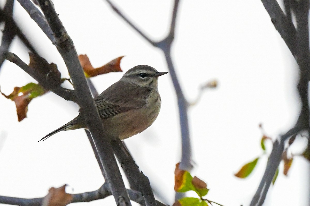 Palm Warbler - ML623978691