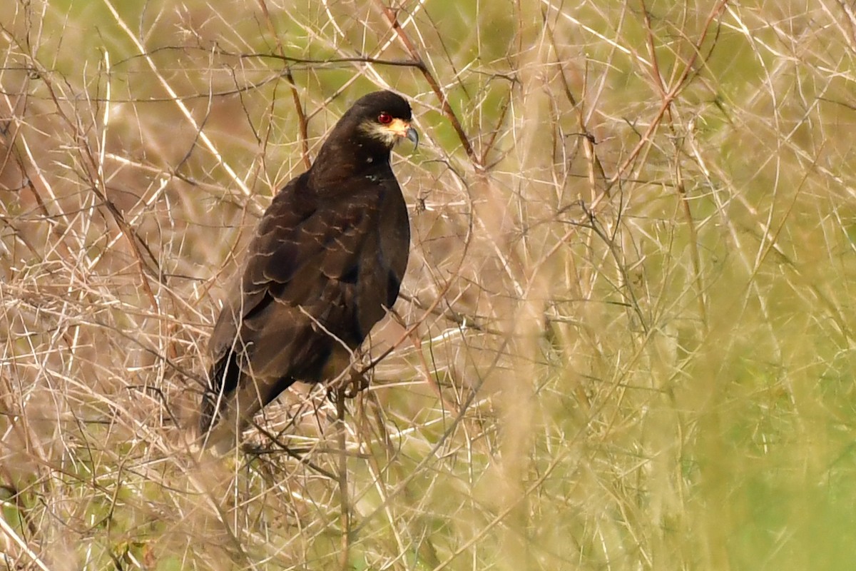 Snail Kite - ML623978695