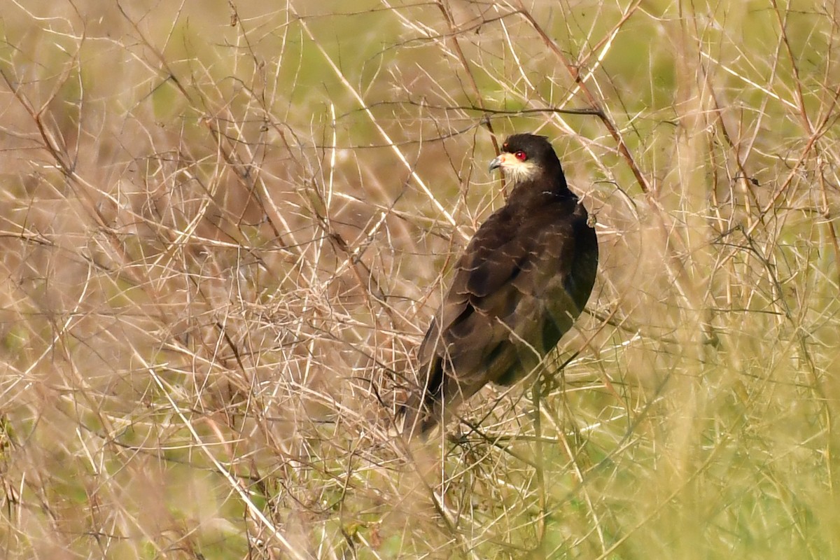 Snail Kite - ML623978696