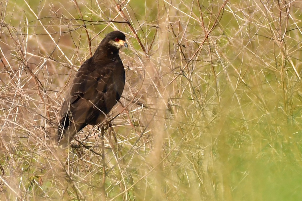 Snail Kite - Federico Robles