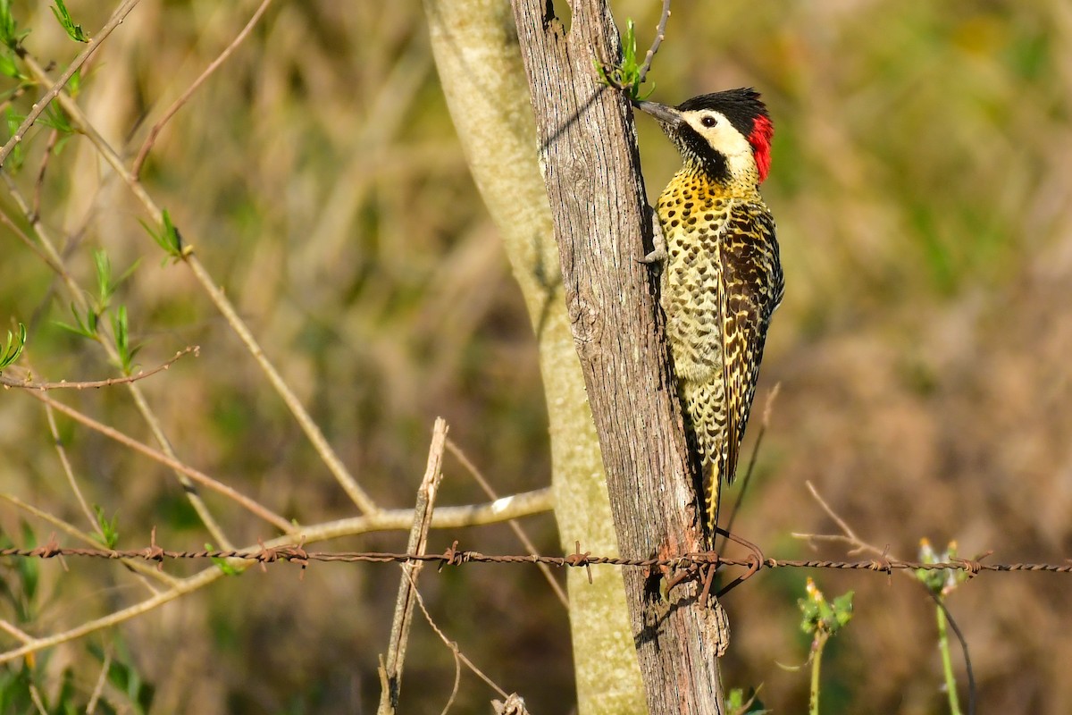 Green-barred Woodpecker - ML623978704