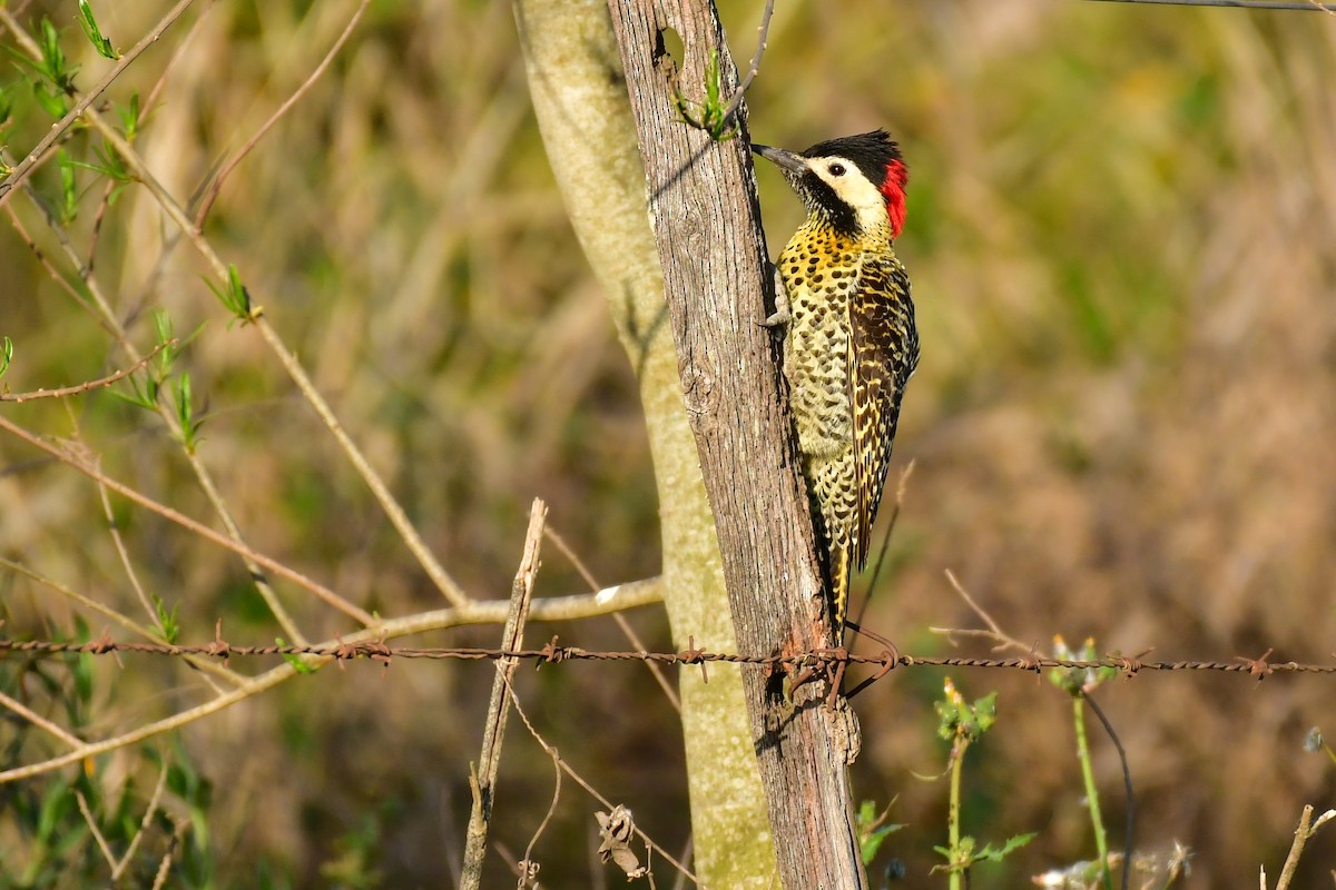 Green-barred Woodpecker - ML623978706