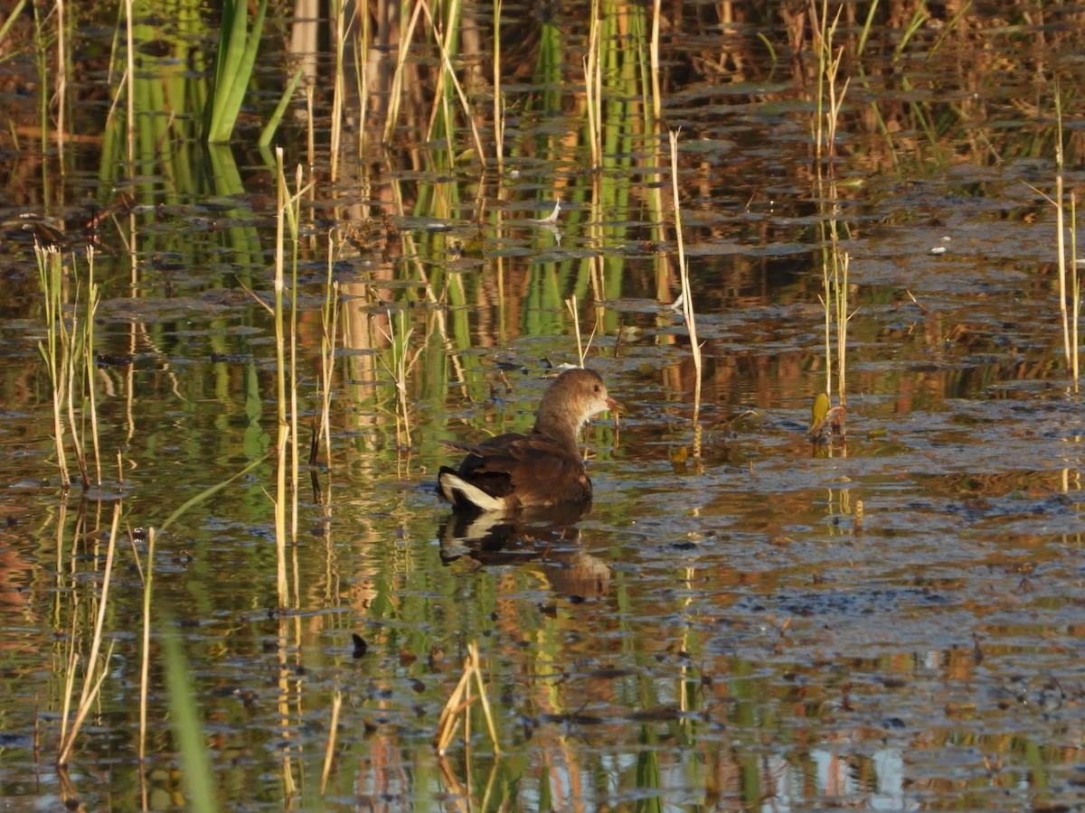 Eurasian Moorhen - Iva Barova