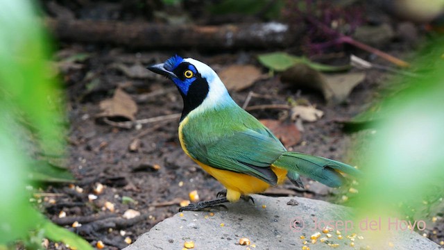 Green Jay (Inca) - ML623978718