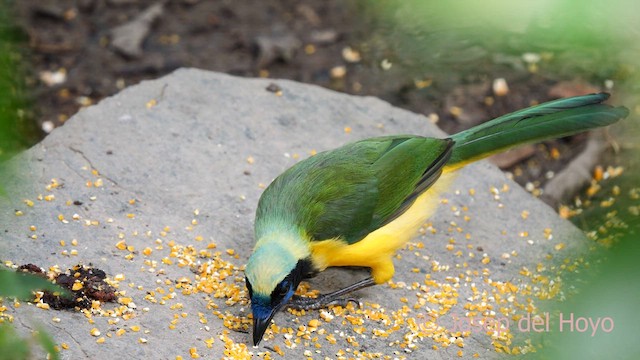 Green Jay (Inca) - ML623978803