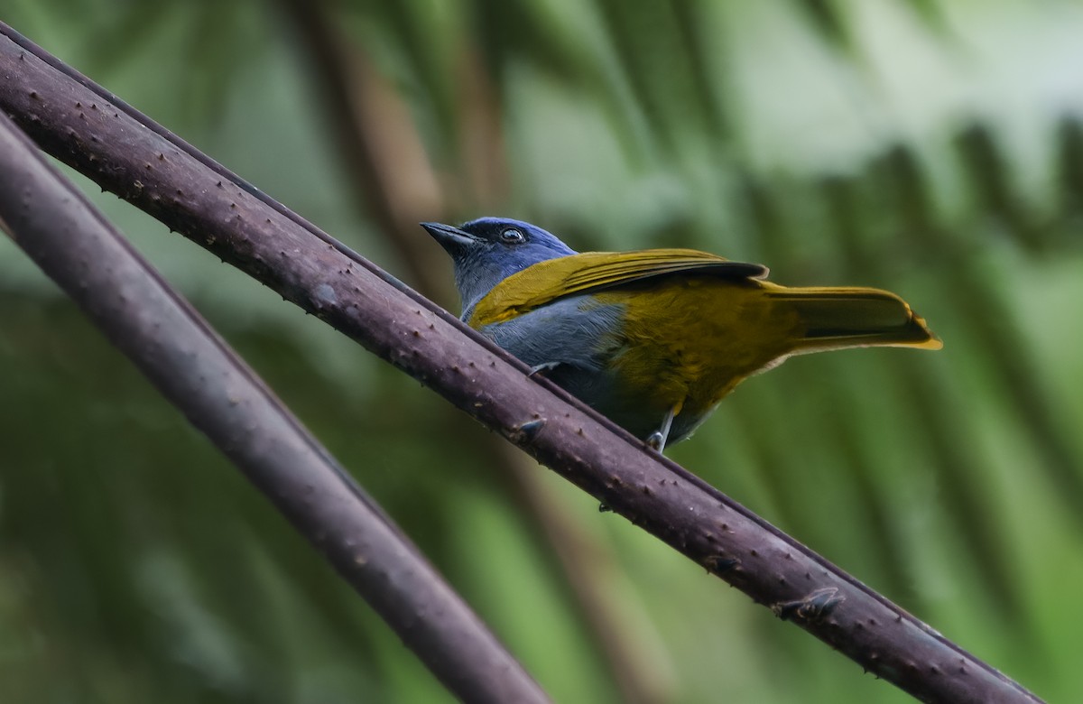 Blue-capped Tanager - ML623978820