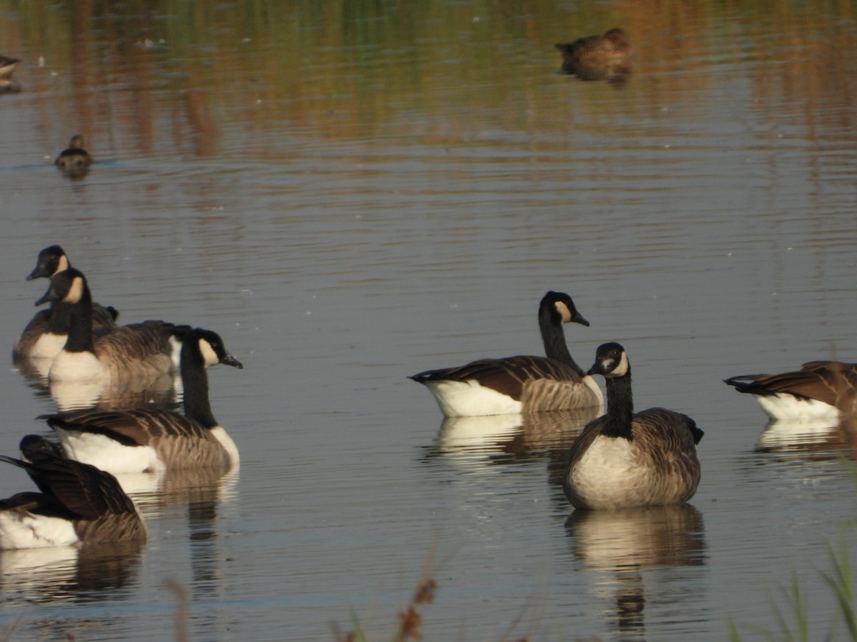 Canada Goose - ML623978822