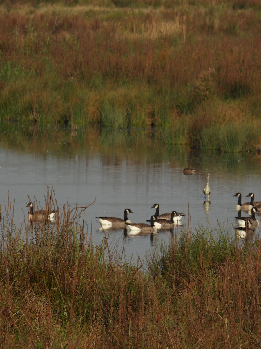 Canada Goose - ML623978823