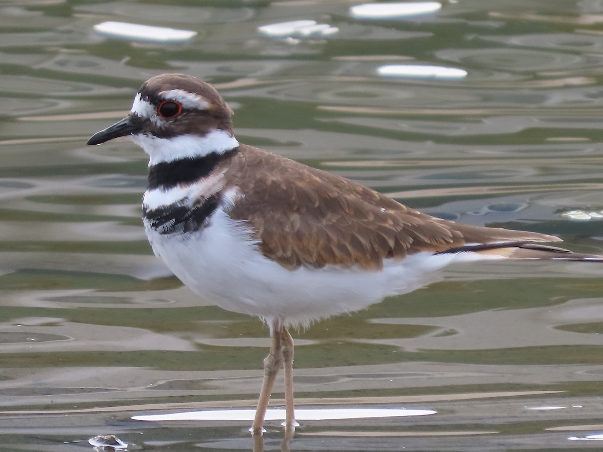 Killdeer - ML623978832