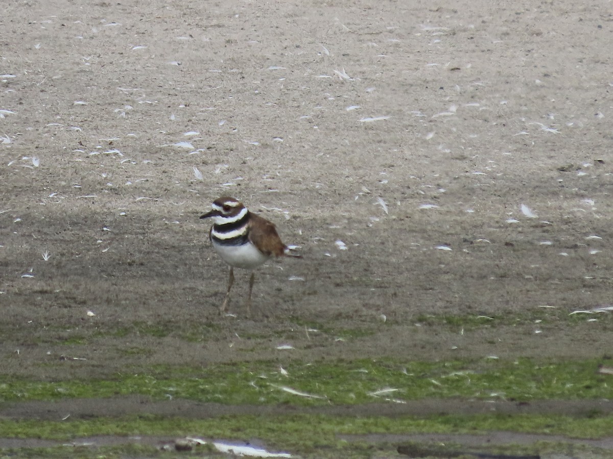 Killdeer - ML623978833