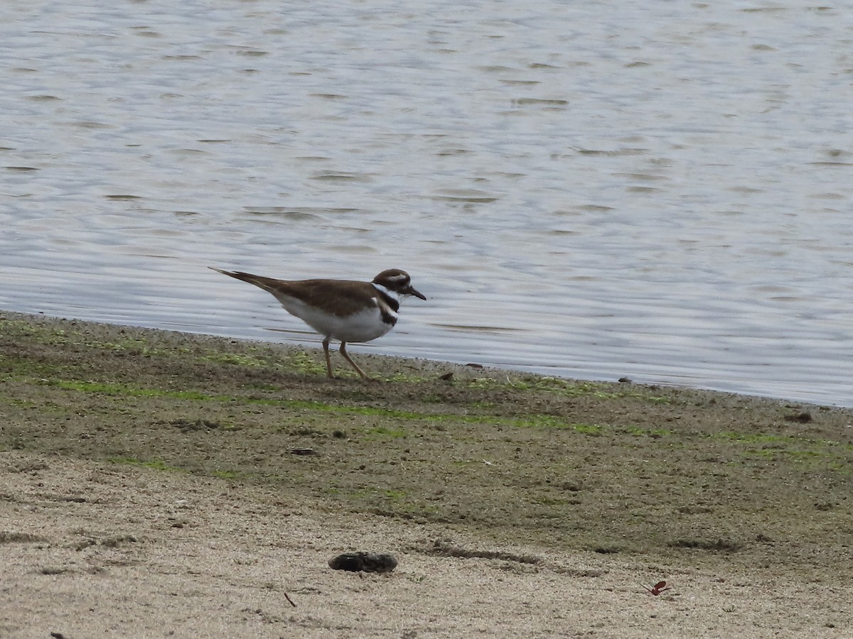 Killdeer - ML623978834