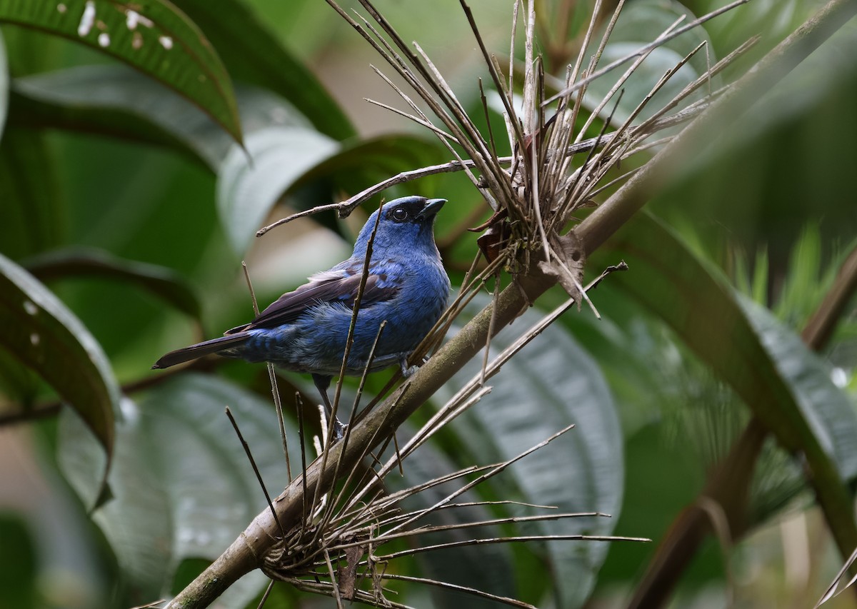 Blue-and-black Tanager - ML623978839