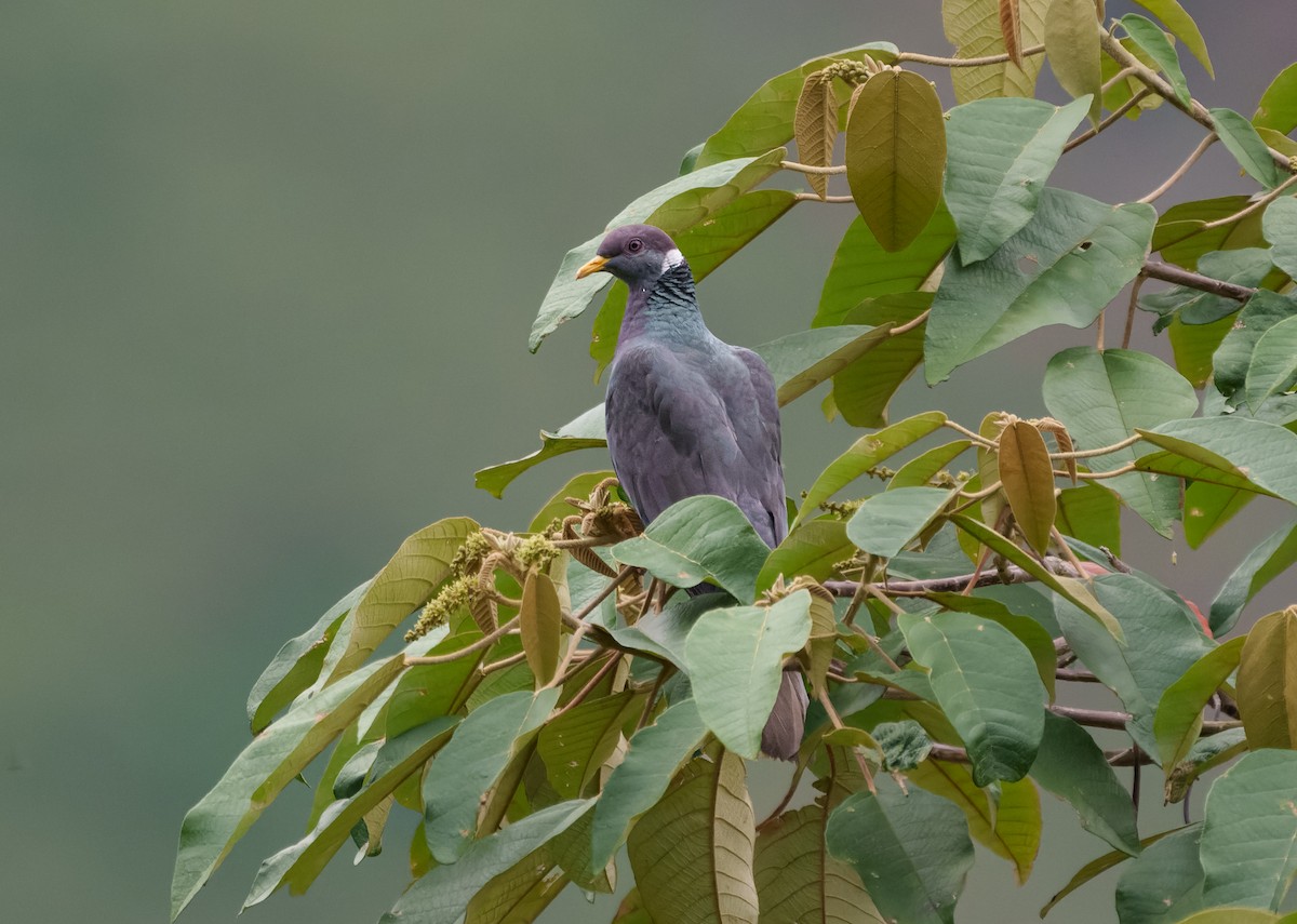 Band-tailed Pigeon - ML623978849