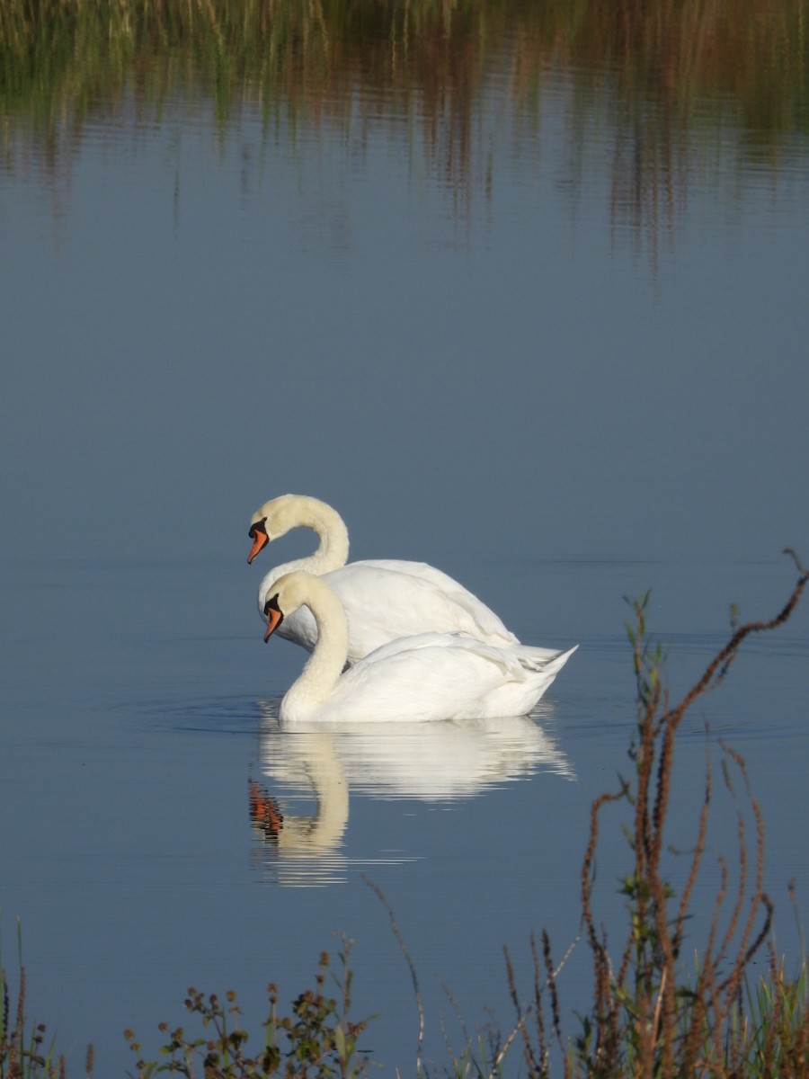 Mute Swan - ML623978854