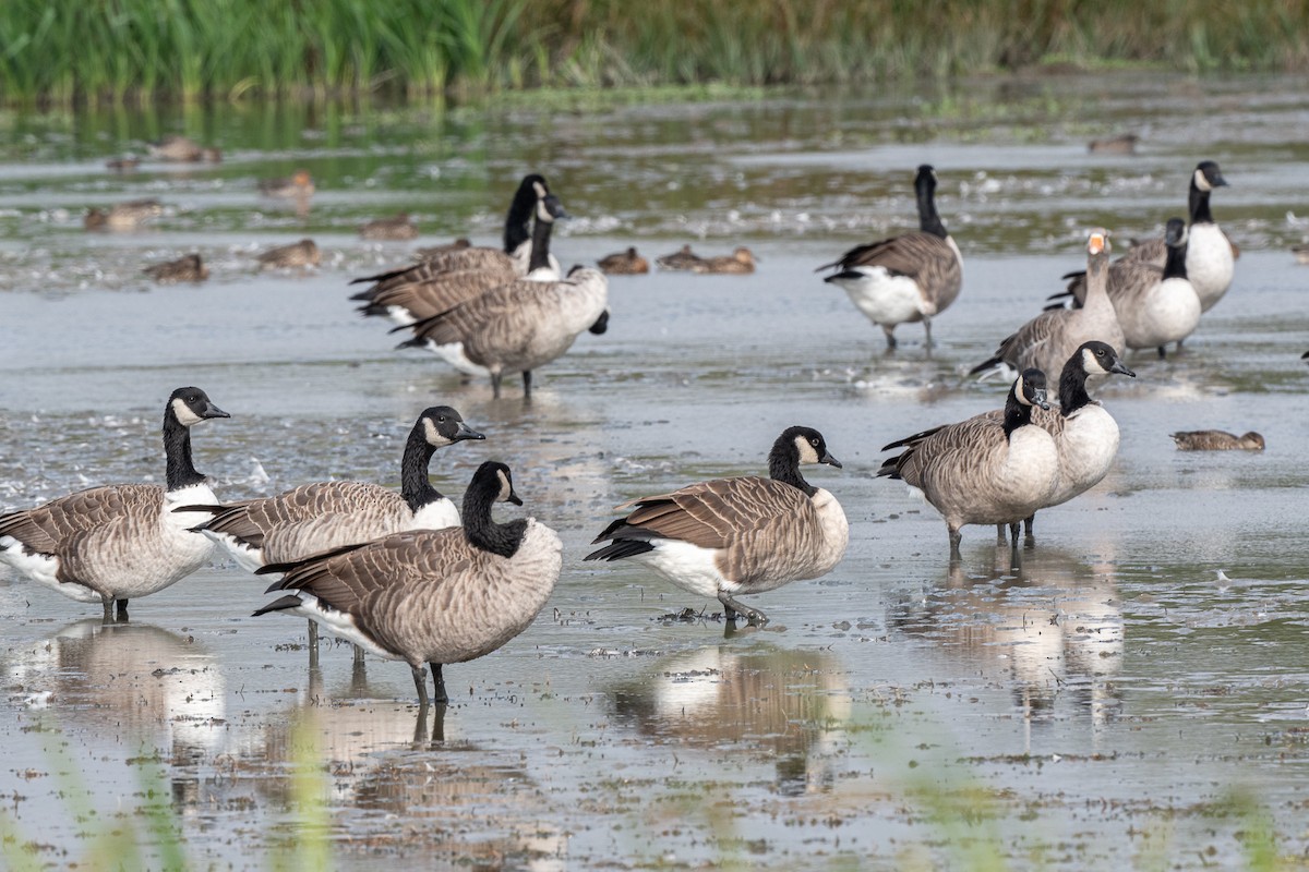 Canada Goose - ML623978869