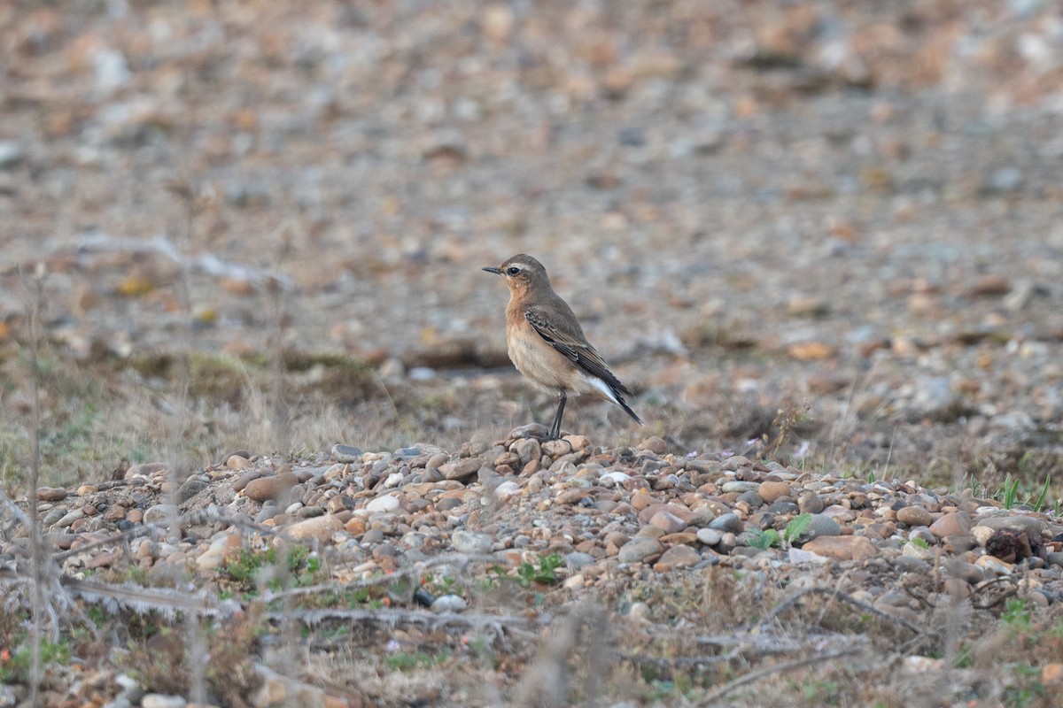 Northern Wheatear - ML623978883