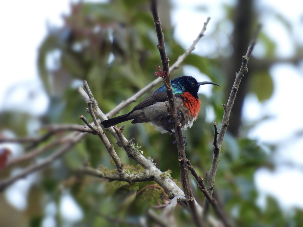 Greater Double-collared Sunbird - ML623978886