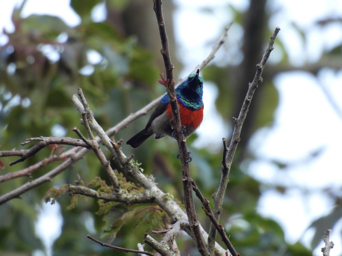 Greater Double-collared Sunbird - ML623978887