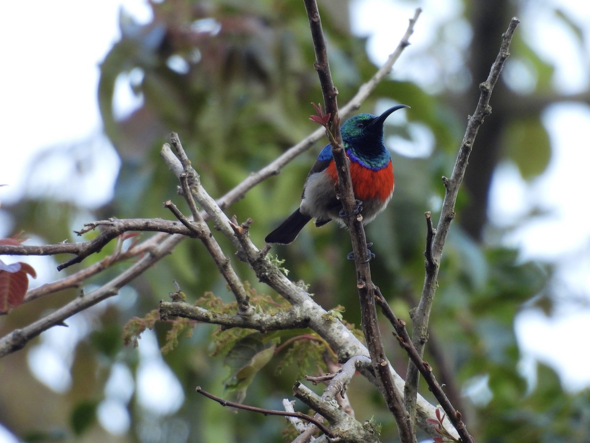 Greater Double-collared Sunbird - ML623978889