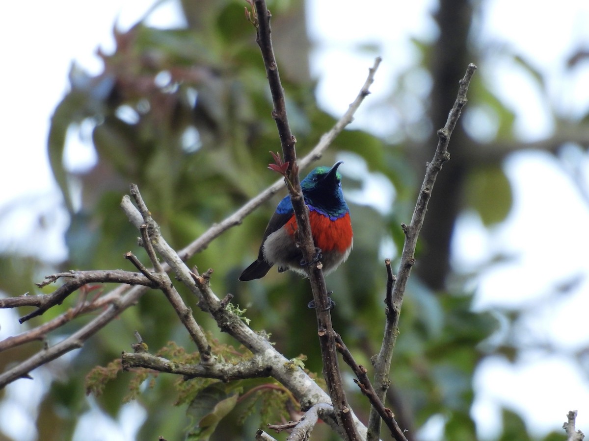 Greater Double-collared Sunbird - ML623978890