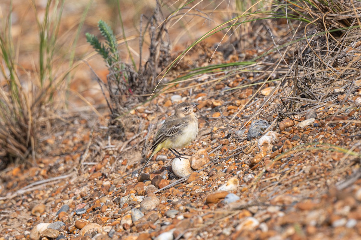 Western Yellow Wagtail - ML623978897