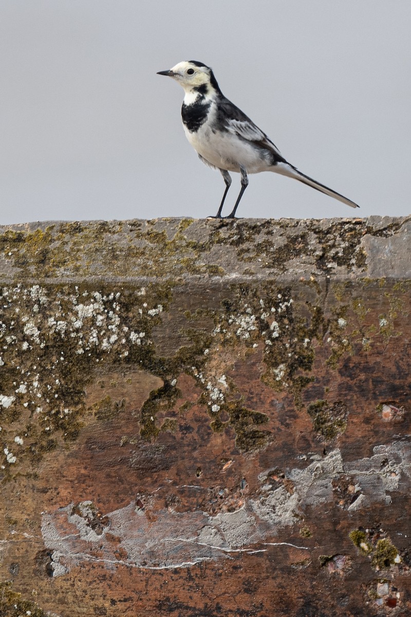 White Wagtail - ML623978898